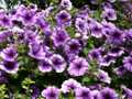 Purple petunias